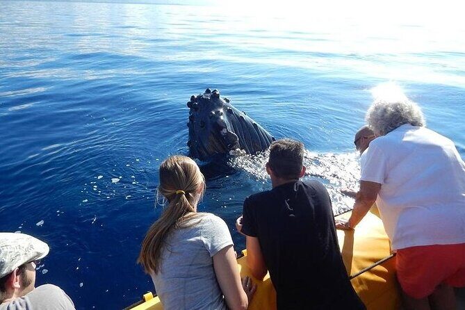 2.5 Hour Whale Escape Tour - Key Things to Know Before You Go