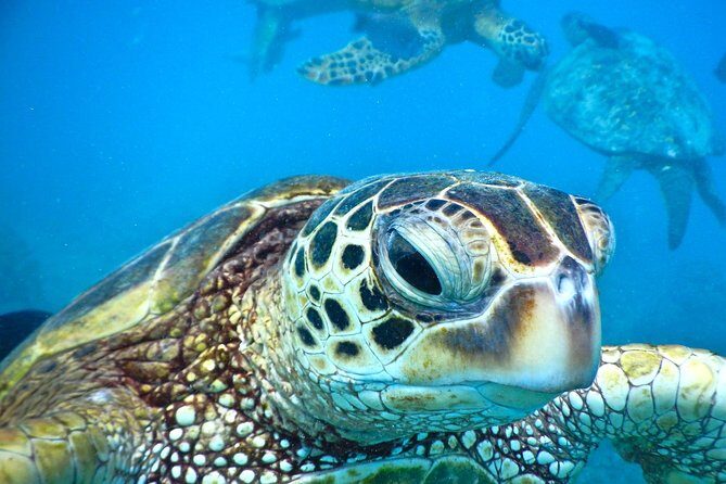 2.5 Hour Xpress Snorkel from Ka’anapali Beach - The Point of This Tour: More Time in the Water, Less Time Hanging Around