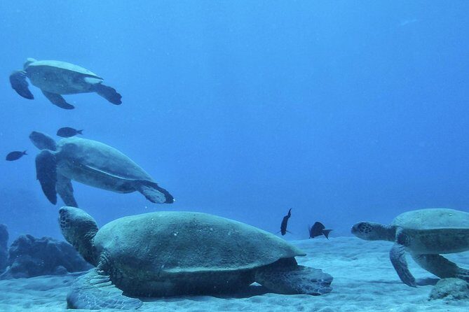 2.5 Hour Xpress Snorkel from Ka’anapali Beach - Mala Wharf and the Pier-Reef Setup You’re Really Here For