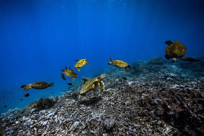 2.5 Hour Xpress Snorkel from Ka’anapali Beach - The Real Schedule at a Glance (And What to Plan Around)