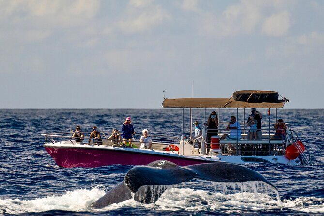 2 Hour Afternoon Lahaina Whale Watch - Key things to know before you go