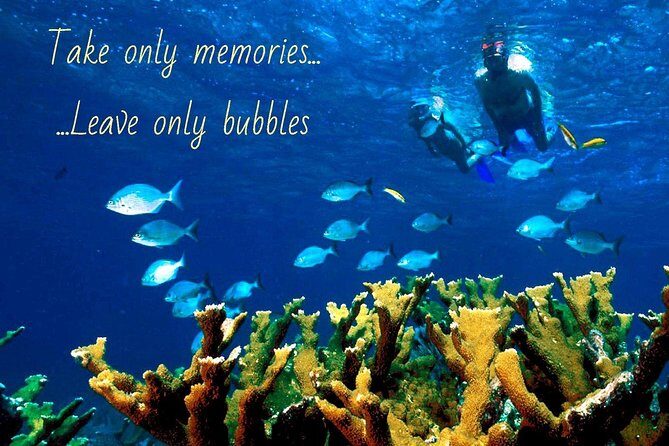 5 Hour Molokini Snorkel & Turtle Tour in Maui - Price and value: is $239 a fair deal for 5 hours?