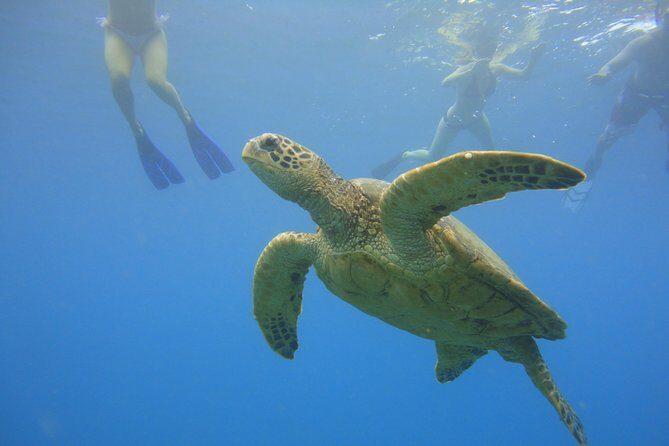 Afternoon Adventure Snorkel from Ka'anapali - Key things to know before you go