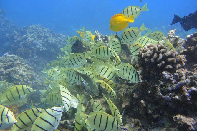 Afternoon Adventure Snorkel from Ka'anapali - Snorkel lessons and guided swim time (yes, the guide is with you)