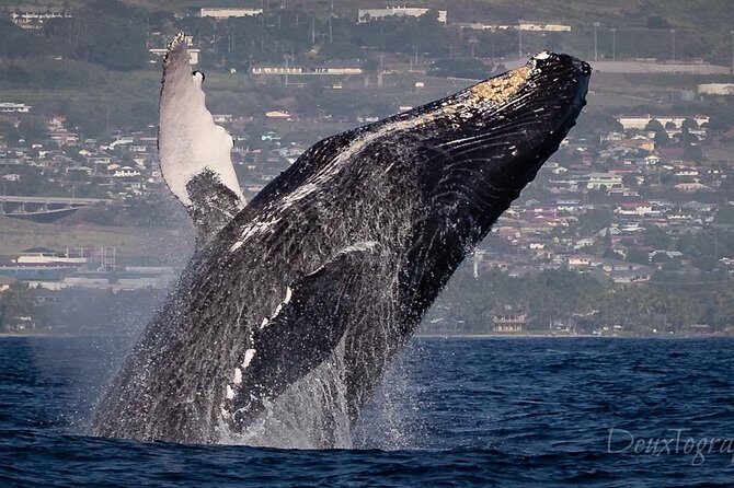 Custom Private Adventure - Private charter value: what $2,867 buys you on Maui