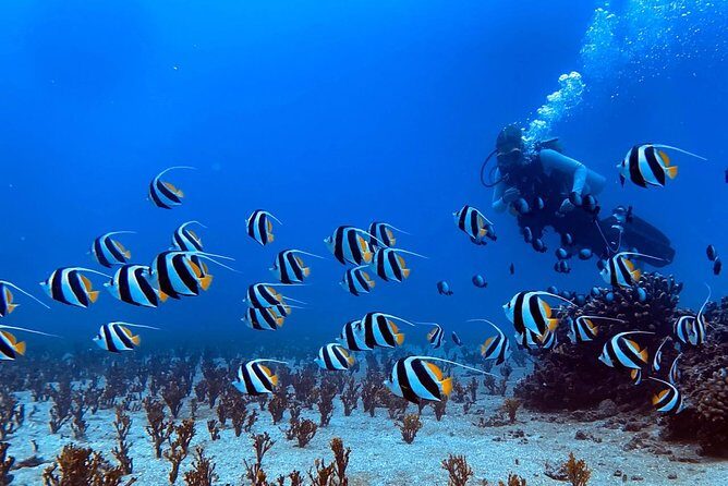 Custom Private Adventure - Snorkeling and SCUBA options: how to choose your water style
