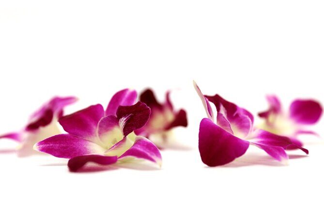 Deluxe Orchid Lei Greeting (Maui, Kahului Airport, OGG) - Best Fit: Who This Lei Greeting Works For