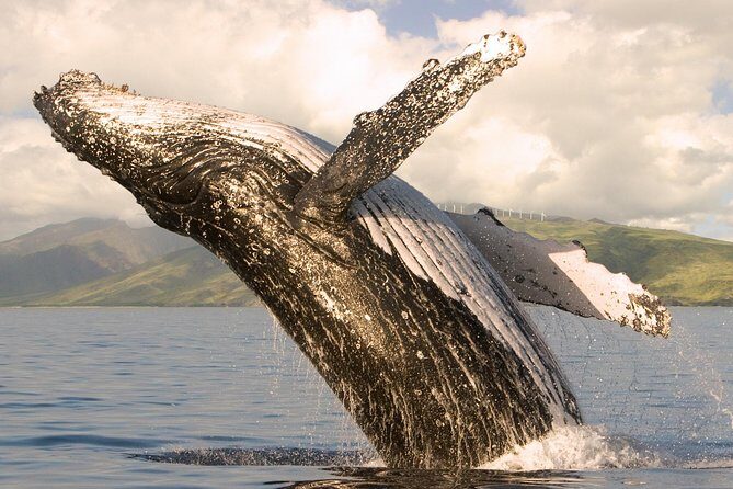 Deluxe Whale Watching Sail on Maui - Key highlights worth planning around