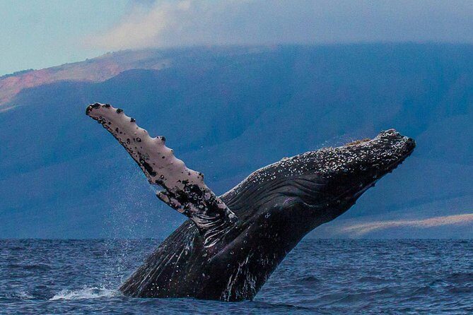 Deluxe Whale Watching Sail on Maui - Luxury Ocean Spirit catamaran, guided by whale scientists