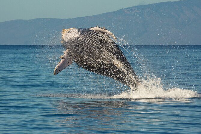 Deluxe Whale Watching Sail on Maui - The cruise route: more than whales, with Maui views on the way