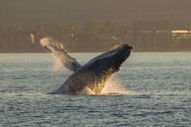 Deluxe Whale Watching Sail on Maui - What you’ll look for: mothers, calves, and male humpback drama