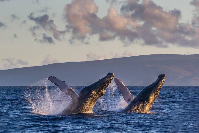 Deluxe Whale Watching Sail on Maui - Ma’alaea Harbor departure: seating, timing, and the rhythm of the day