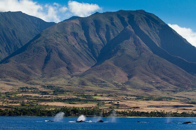 Deluxe Whale Watching Sail on Maui - Whale sounds and close-up moments: why the hydrophone changes everything
