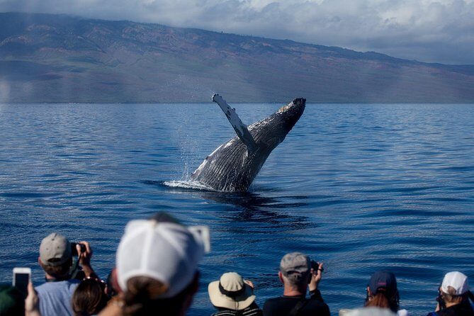 Deluxe Whale Watching Sail on Maui - Getting to the dock: Maalaea Harbor day sail setup
