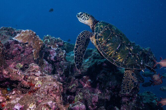 Discover Scuba Diving Class from Lahaina - In-water skills: what you’ll practice and why it matters