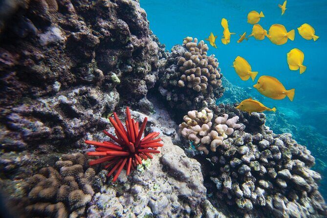 Discover the Magic of Coral Garden’s Turtle Town - Maalaea Harbor - Getting into the water: class first, then snorkeling with a guide