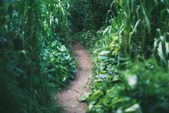 Epic Waterfall Adventure, the Best of Maui - Bamboo forest hiking: shade is nice, mud is real