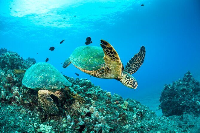 Four Winds Maui Afternoon Snorkel Tour to Coral Gardens - Slip #80 timing: your 1:00 PM start matters