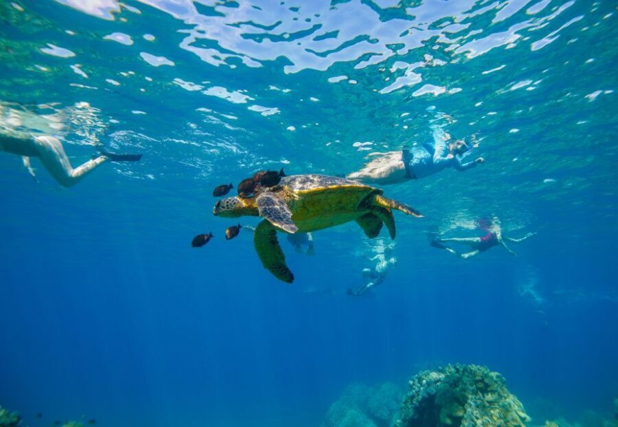 From Kihei: Molokini Snorkel 2-Hour Adventure - Molokini Crater Snorkeling Hour: Gear, Spotting, and Real Reef Time