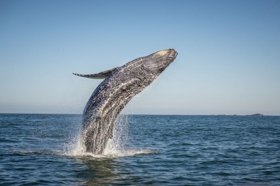 From Ma'alaea: Afternoon Whale Watch Tour Aboard the Malolo - Hydrophones: Hearing Humpback Songs, Not Just Seeing Them