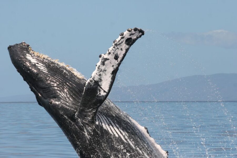 From Ma'alaea: Afternoon Whale Watch Tour Aboard the Malolo - On-Board Comfort: Shade, Restrooms, and Drinks at $3