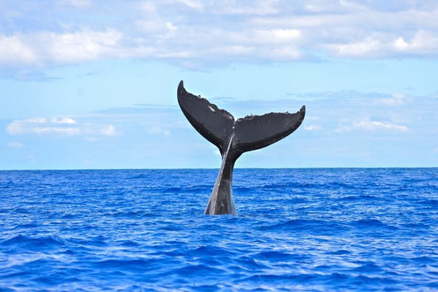 From Ma'alaea: Afternoon Whale Watch Tour Aboard the Malolo - Practical Tips: Windbreaker, Cameras, and Motion Planning