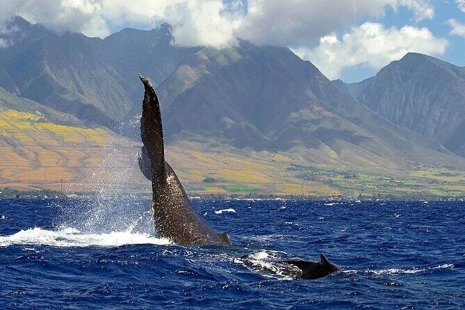From Ma'alaea Harbor: Sunset Whale Watch Tour Aboard the Malolo - The experience starts at Ma’alaea, not the big bus circuit