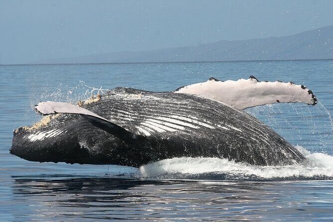 From Ma'alaea Harbor: Sunset Whale Watch Tour Aboard the Malolo - Drinks and comfort: simple onboard perks that add up