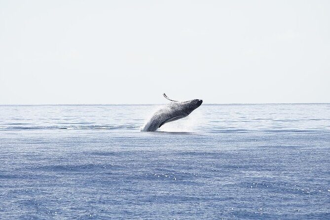From Ma'alaea Harbor: Sunset Whale Watch Tour Aboard the Malolo - Timing and the true sunset question