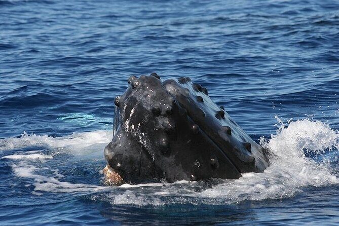 From Ma'alaea Harbor: Sunset Whale Watch Tour Aboard the Malolo - Price and value: what $49.95 really buys you