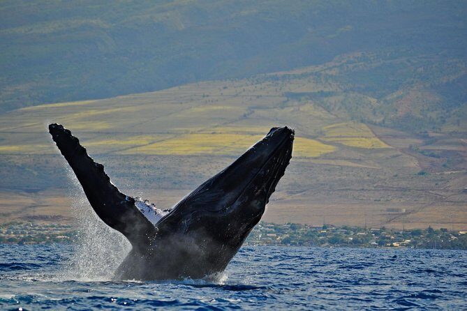 From Ma'alaea Harbor: Whale Watch Cruise Aboard the Malolo - Why the Hydrophones Change the Whole Experience