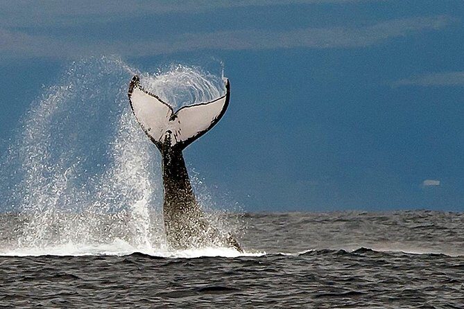 From Ma'alaea Harbor: Whale Watch Cruise Aboard the Malolo - The Viewing Deck Strategy: Beat the Crowd, Keep Your Angles Clear