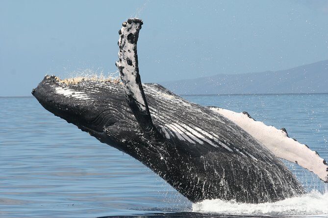 From Ma'alaea Harbor: Whale Watch Cruise Aboard the Malolo - What the Route Signals: How Molokini Fits Into Your Day