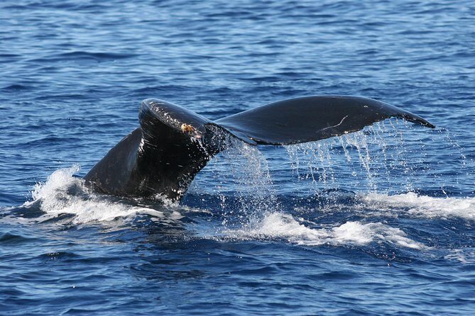 From Ma'alaea Harbor: Whale Watch Cruise Aboard the Malolo - Family-Friendly Maui Whale Watching (and How to Prep Kids)