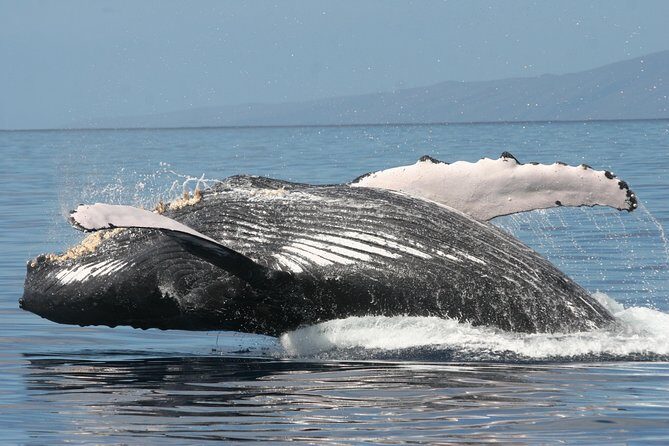 From Ma'alaea Harbor: Whale Watch Cruise Aboard the Malolo - Price and Value: Is $49.95 a Smart Buy?