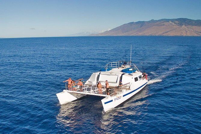 From Ma'alaea Harbor: Whale Watch Cruise Aboard the Malolo - Whale Watching Reality Check: Breaches, Tails, and What You Can Actually Spot