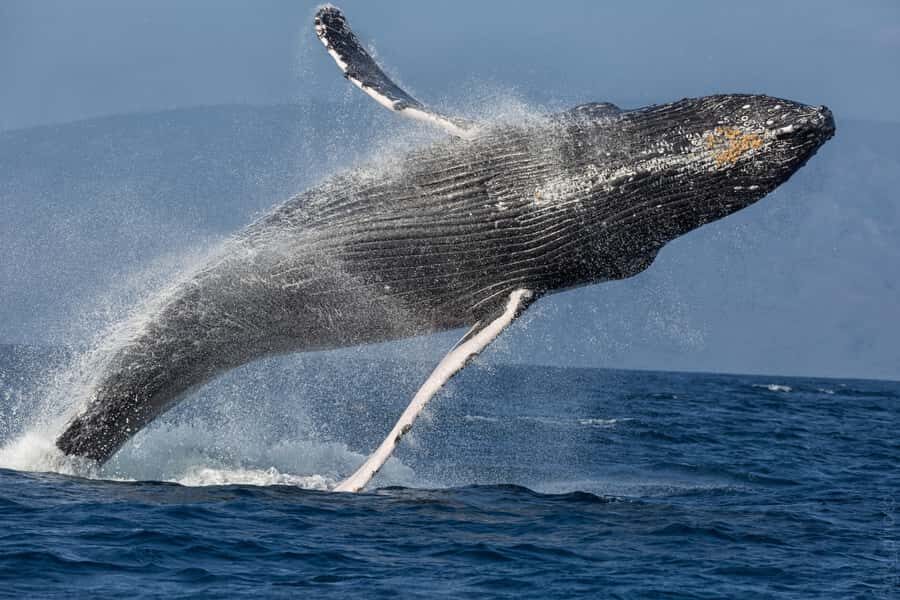 From Ma'alaea: Maui Sunset Cruise with Drinks and Snacks - Drinks and Cold Hors d’Oeuvres: What’s Included and What You’ll Actually Notice