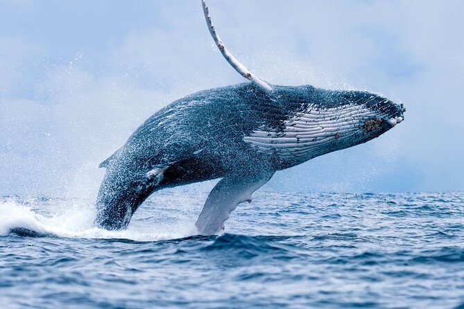 From Maalaea: Whale Watching Tour Aboard the Quicksilver - Maalaea check-in: finding Boss Frog’s without stress