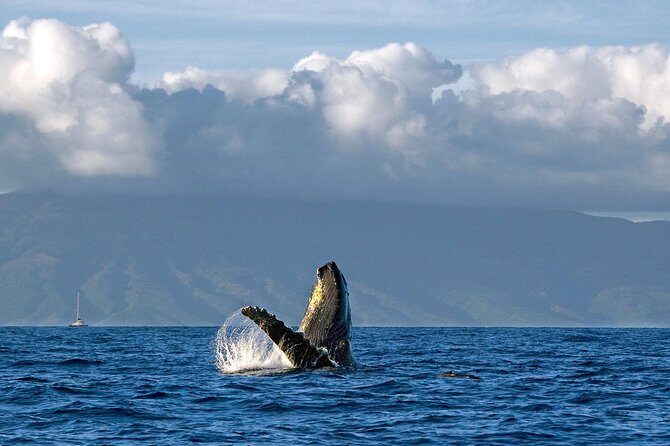 From Maalaea: Whale Watching Tour Aboard the Quicksilver - Onboard comfort: shade, restrooms, and included drinks