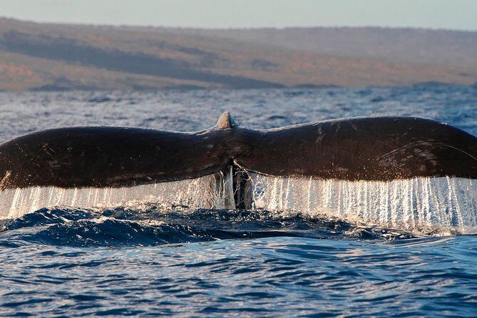 From Maalaea: Whale Watching Tour Aboard the Quicksilver - Crew energy: narration that makes the hunt easier