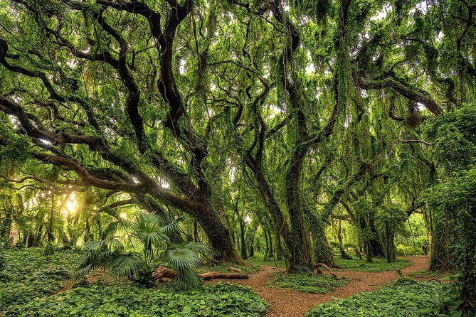 Fun! Open-Air Banyan Tree Forest & Blowhole Sight-Seeing MauiTour - Food stops: what you can expect (and how to budget for it)