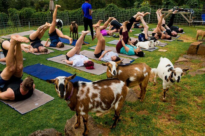 Goat Yoga with Miniature Goats In Maui - Goat Yoga in Kula: Why This Maui Class Feels Different