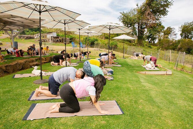 Goat Yoga with Miniature Goats In Maui - Sunrise-Morning Views in Kula: Why the Setting Matters