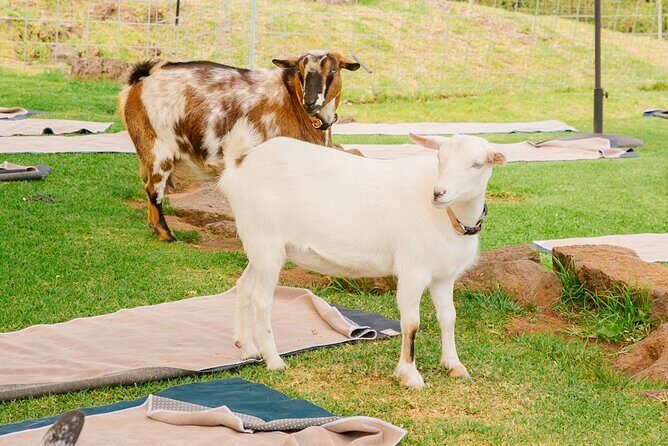 Goat Yoga with Miniature Goats In Maui - Price and Practical Logistics: What You Pay For (and What to Bring)