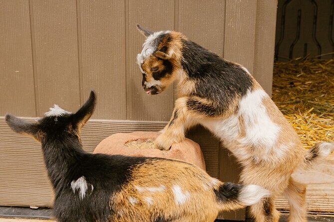 Goat Yoga with Miniature Goats In Maui - Who Should Book This Goat Yoga Session in Maui?