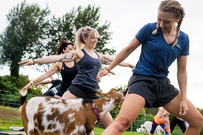 Goat Yoga with Miniature Goats In Maui - Should You Book Maui Goat Yoga?