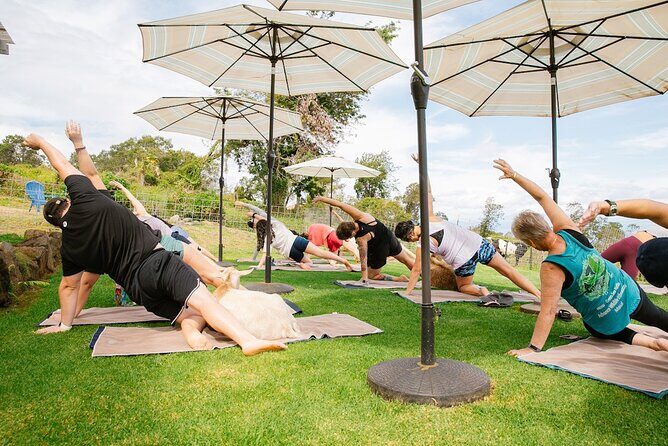 Goat Yoga with Miniature Goats In Maui - FAQ