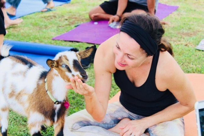 Goat Yoga with Miniature Goats In Maui - The 2-Hour Flow: What Happens From 9:30 AM to Done