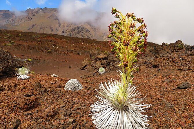 Haleakala Classic Vehicle Sunrise Tour with Breakfast - Makawao and Paia: Paniolo Roots and Sugar-Plantation Culture