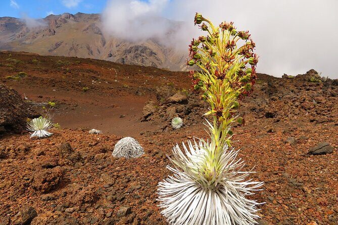 Haleakala Sunrise Best Self-Guided Bike Tour - The Bike Part You Came For: Downhill From 6,500 Feet (15 Miles)